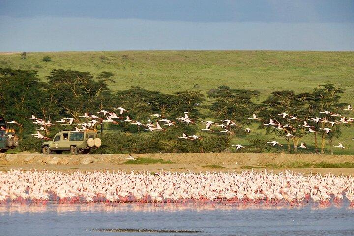 Masai Mara, Samburu and Lake Nakuru Private 6days JEEP safari.