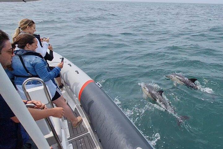 Meet the Lisbon Dolphins - Dolphin Watching in Lisbon
