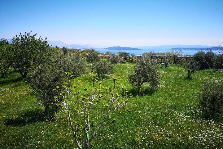 Authentic Dalmatian Wine & Olive Oil Tasting - Live Music & View