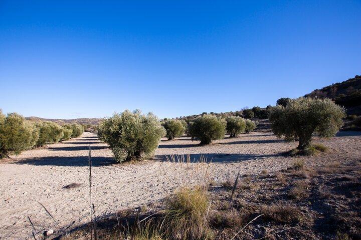 Madrid Olive Oil Experience: Mill Tour, Tasting & Country Lunch