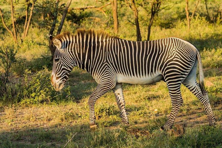 4 Days Mid Luxury Safari, Lake Nakuru and Masai Mara.