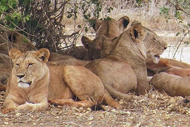 4 Days Mid Luxury Safari, Lake Nakuru and Masai Mara.