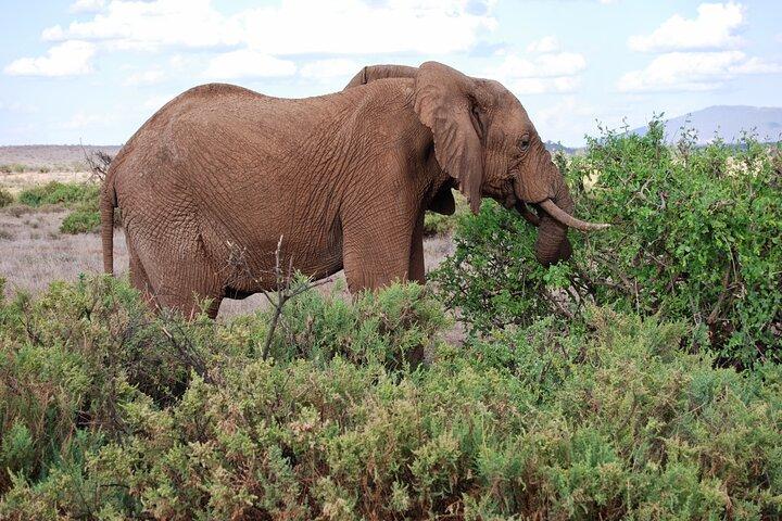 10-Day Combined Kenya & Tanzania 2024 Big 5 & Migration Safari