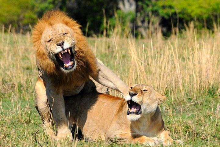10-Day Combined Kenya & Tanzania 2024 Big 5 & Migration Safari