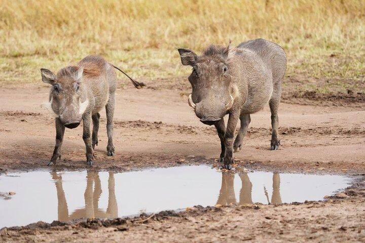 10-Day Combined Kenya & Tanzania 2024 Big 5 & Migration Safari