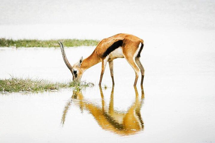10-Day Combined Kenya & Tanzania 2024 Big 5 & Migration Safari
