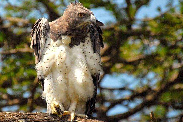 10-Day Combined Kenya & Tanzania 2024 Big 5 & Migration Safari