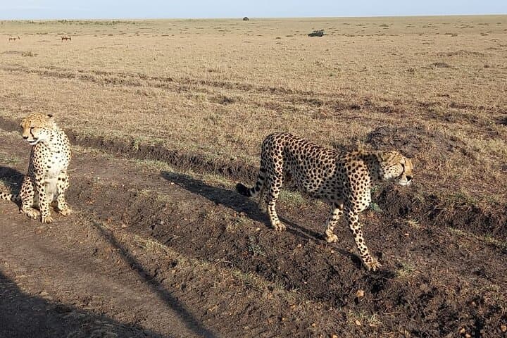 10 Days Private Safari