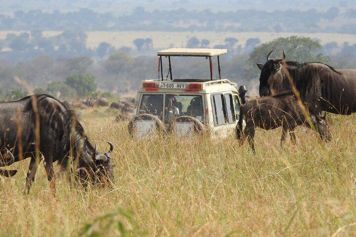 4-Day Mid-Range Safari (Night Game Drive in Tarangire)