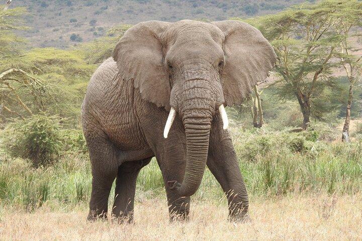 4-Day Mid-Range Safari (Night Game Drive in Tarangire)