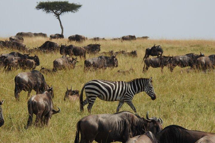 4-Day Mid-Range Safari (Night Game Drive in Tarangire)