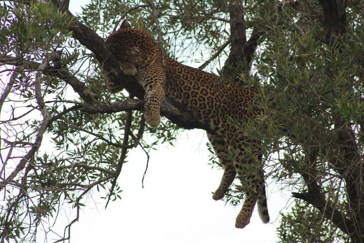 6 Days Private Safari Tour in Kenya