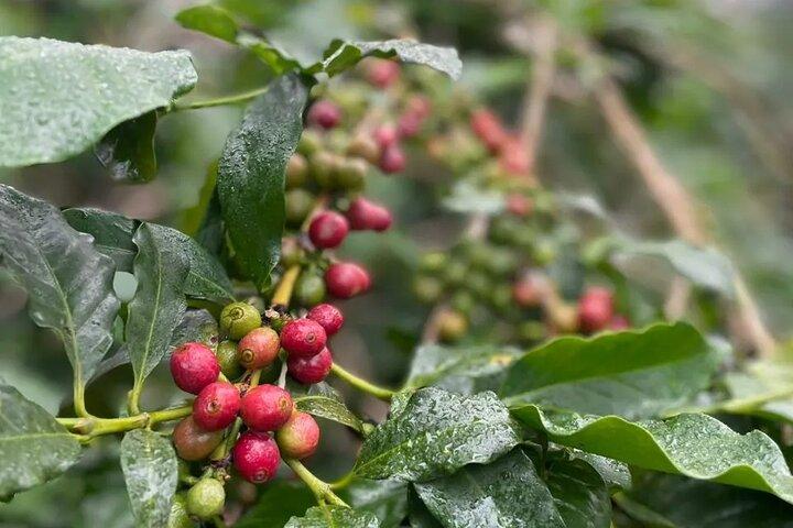 Bean to Cup: Traditional Coffee Preparation in Arusha