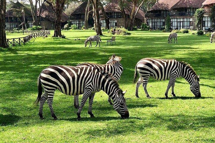 7 Days luxury 5 star lodge safari using a land cruiser jeep