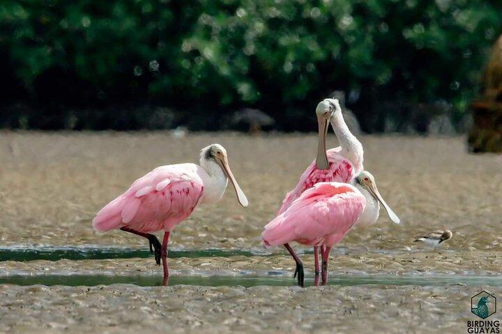 Full Day Private Churute Mangroves Reserve and Cocoa Farm Tour
