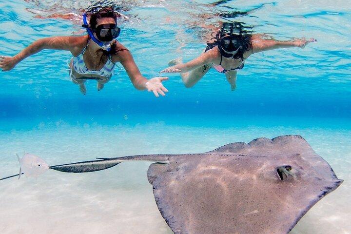 Cayman Adventure: Starfish Point, Stingray City and Coral Gardens