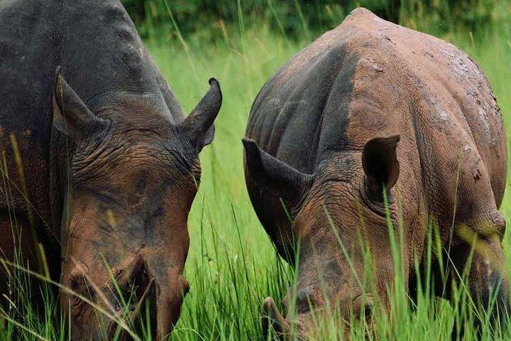 3-Day Ultimate Big Five Safari - Murchison Falls & Rhinos