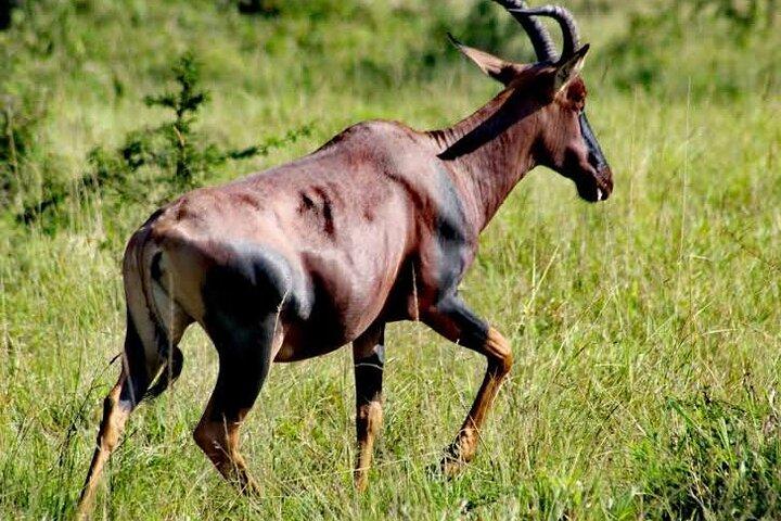 2-Day Wildlife Safari to Lake Mburo National Park