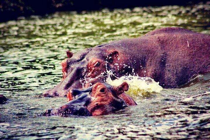 2-Day Wildlife Safari to Lake Mburo National Park