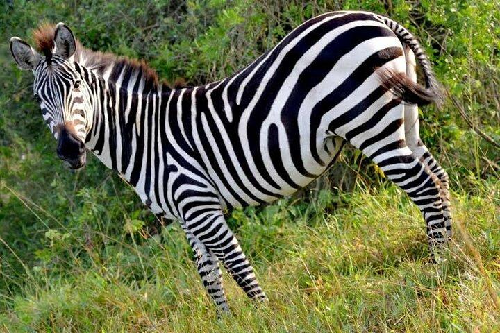 2-Day Wildlife Safari to Lake Mburo National Park