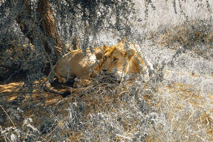 7 Days PRIVATE Best of Tanzania Safari *Departing everyday*