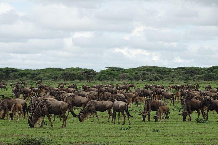 7 Days PRIVATE Best of Tanzania Safari *Departing everyday*