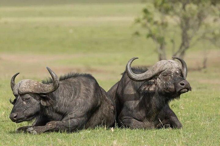 4 Days Mid Luxury Safari, Lake Nakuru and Masai Mara.