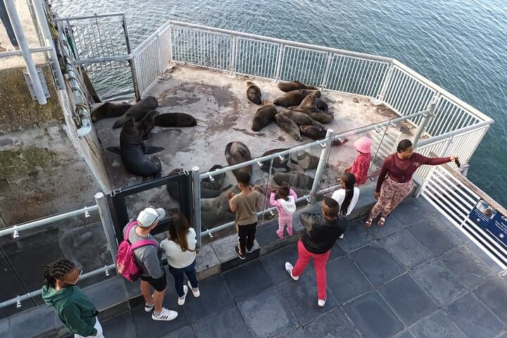 Robben Island Half Day Tour: Experience History and Freedom
