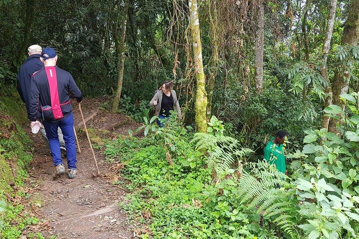 One Day Shared Canopy Tour in Nyungwe Forest National Park