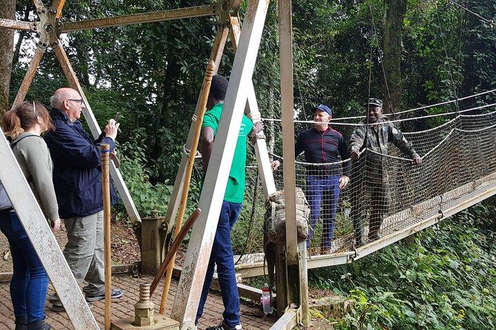One Day Shared Canopy Tour in Nyungwe Forest National Park
