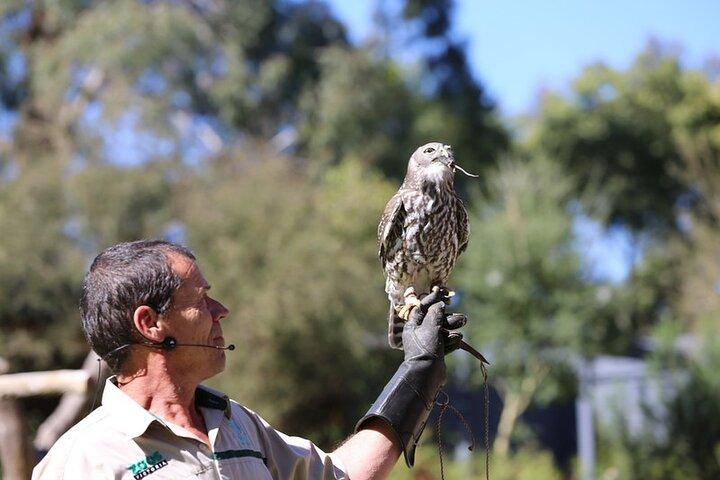 1 day Puffing Billy Steam Train and Wildlife Tour from Melbourne