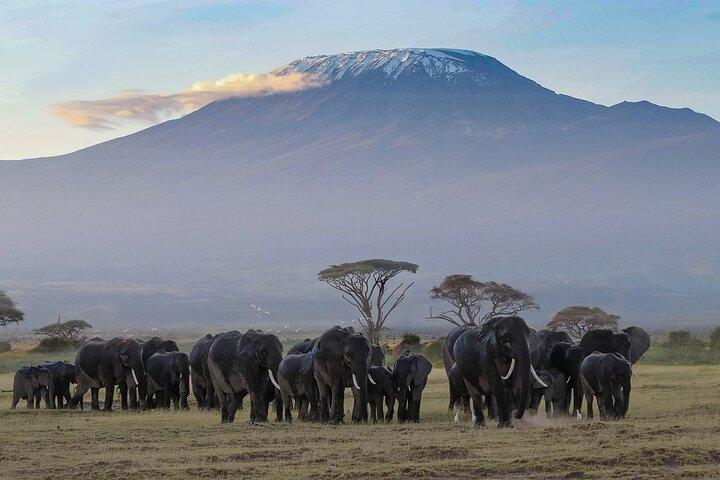 3 Days 2 Nights Safari to Amboseli from Nairobi
