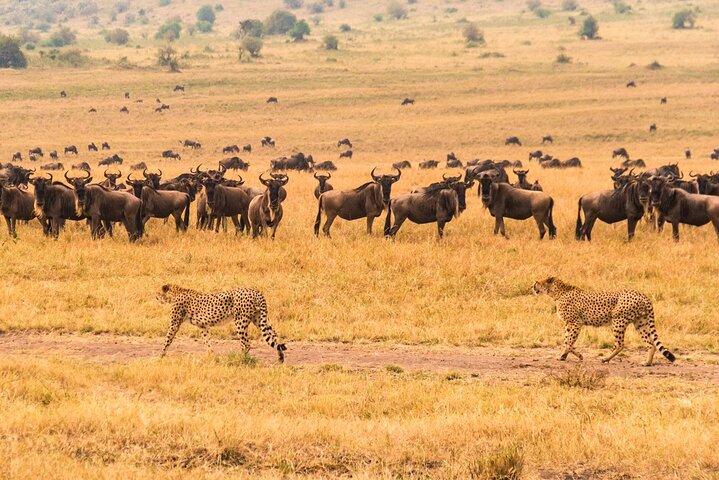 12 Days Kenya and Tanzania Safari With Complimentary First Night