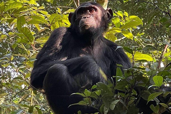 2-Day Private Chimpanzee Trekking Safari in Kibale Forest Park