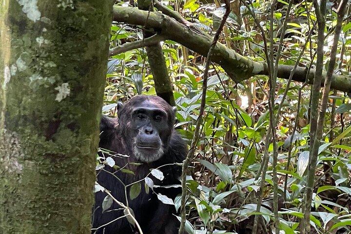 2-Day Private Chimpanzee Trekking Safari in Kibale Forest Park
