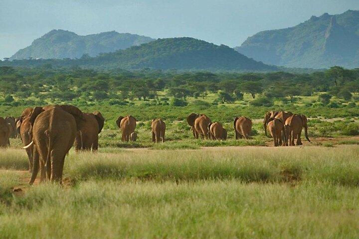 6-Day Private Tour in Samburu, Nakuru and Maasai Mara