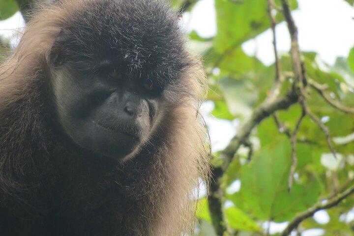2-Day Private Chimpanzee Trekking Safari in Kibale Forest Park
