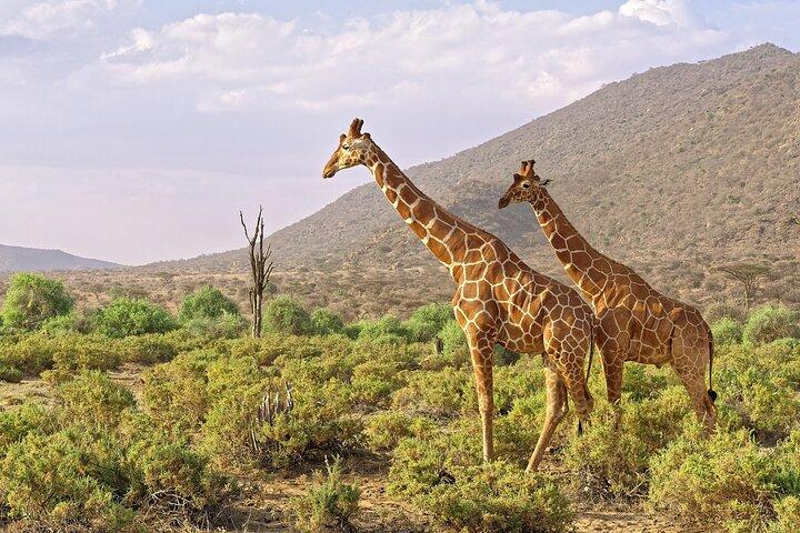 6-Day Private Tour in Samburu, Nakuru and Maasai Mara