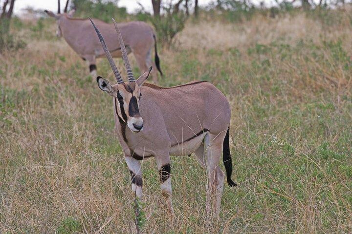 6-Day Private Tour in Samburu, Nakuru and Maasai Mara