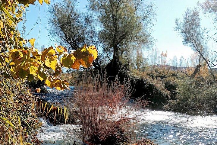 Madrid Olive Oil Experience: Mill Tour, Tasting & Country Lunch