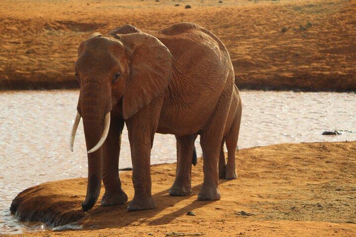 7-Day Maasai Mara, Nakuru, Naivasha, Amboseli Complimentary night
