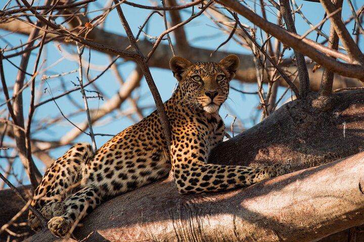 5-Day Mid-Range Safari in Tanzania