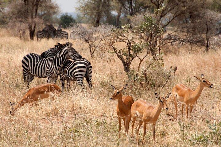 5-Day Mid-Range Safari in Tanzania