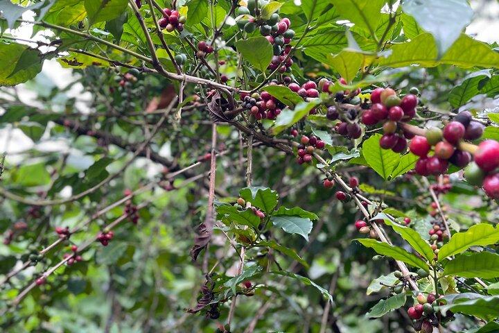 Materuni Waterfalls & Coffee Tour