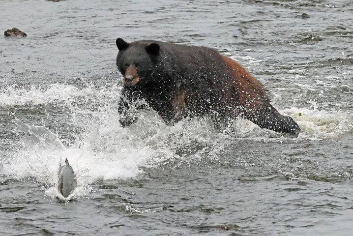2-Hour Wildlife and Culture small van Excursion in Ketchikan