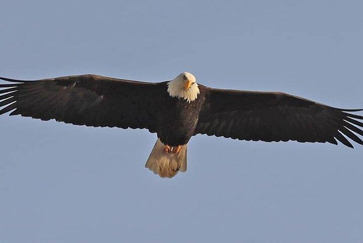 2-Hour Wildlife and Culture small van Excursion in Ketchikan