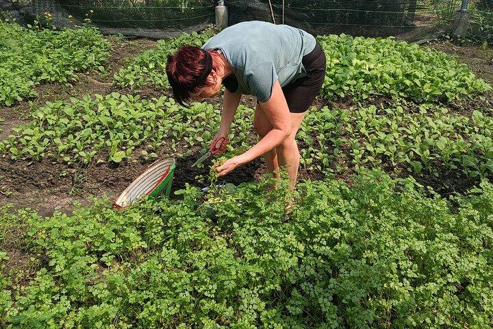 Exploring organic farm & Vietnamese Culinary with Master chef