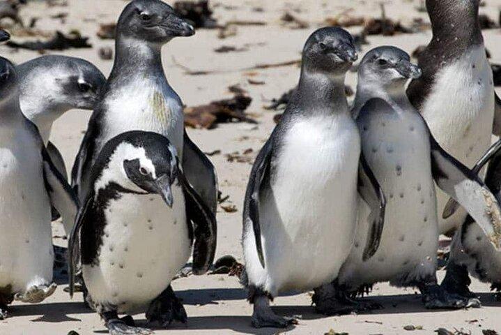 Private Tour to Robben Island and Cape Point in Cape Town