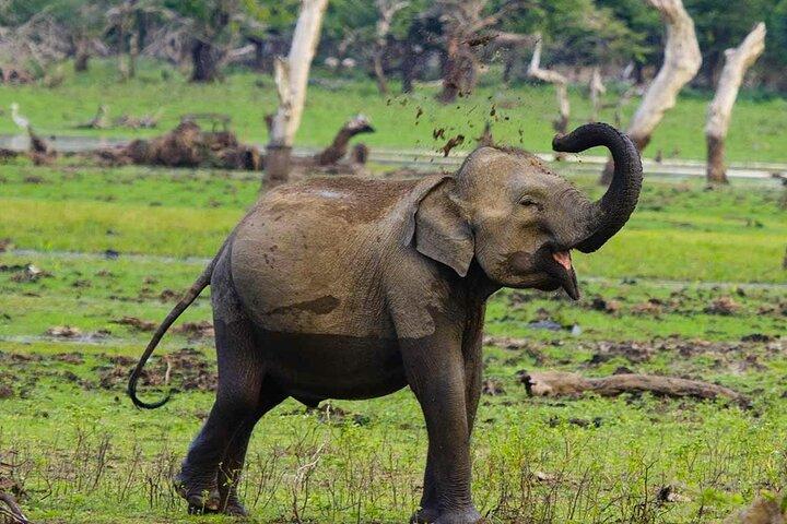 Yala National Park Private Jeep Safari From Colombo & Negombo