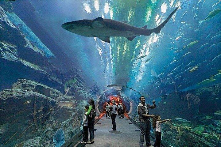 Dubai Aquarium and Underwater Zoo Admission Ticket